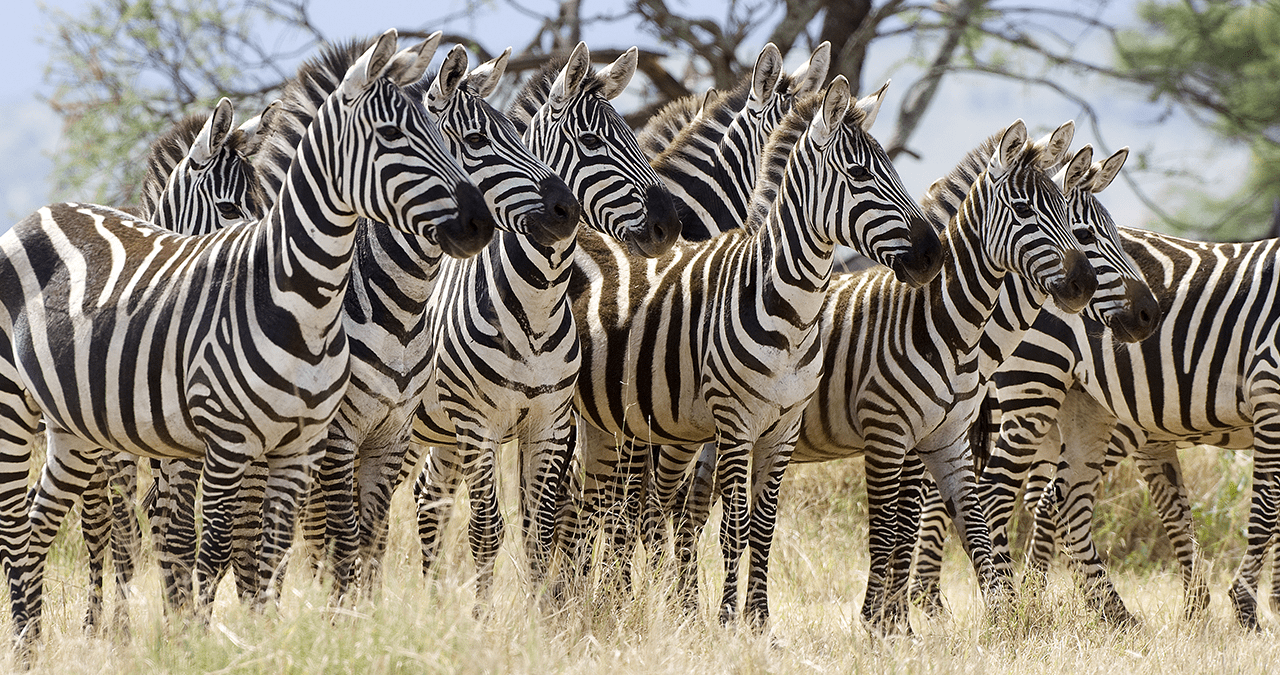 MapaMundi  Asia, África y América