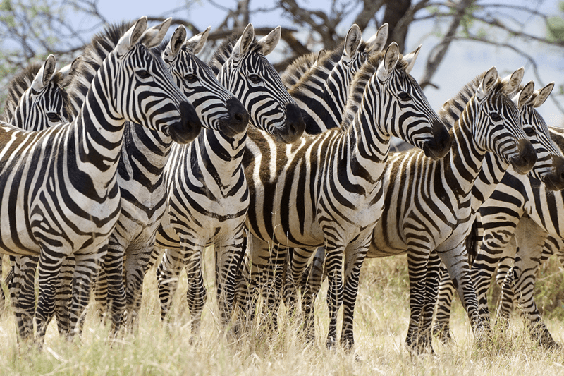 MapaMundi  Asia, África y América