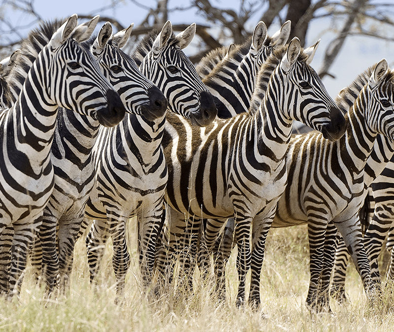 MapaMundi  Asia, África y América