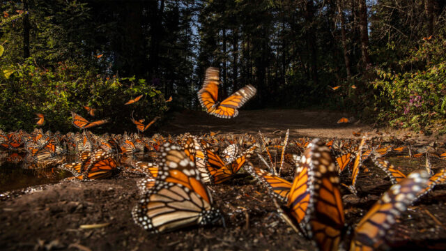 https://westchestertravel.com/wp-content/uploads/2023/08/Monarch-Butterfly-Biosphere-Reserve-640x360.jpg