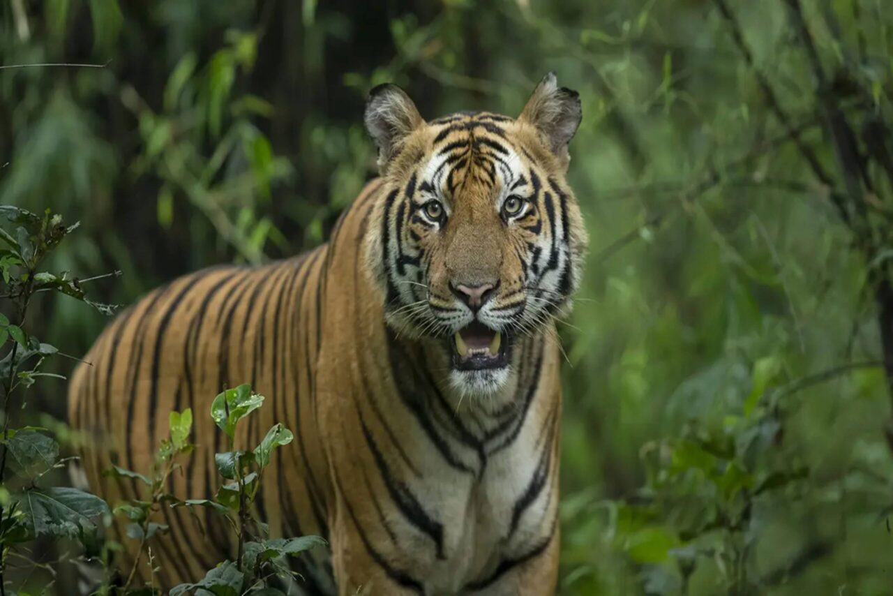 https://westchestertravel.com/wp-content/uploads/2024/09/Kanha-Bandhavgarh-scaled-1-1280x854.jpg