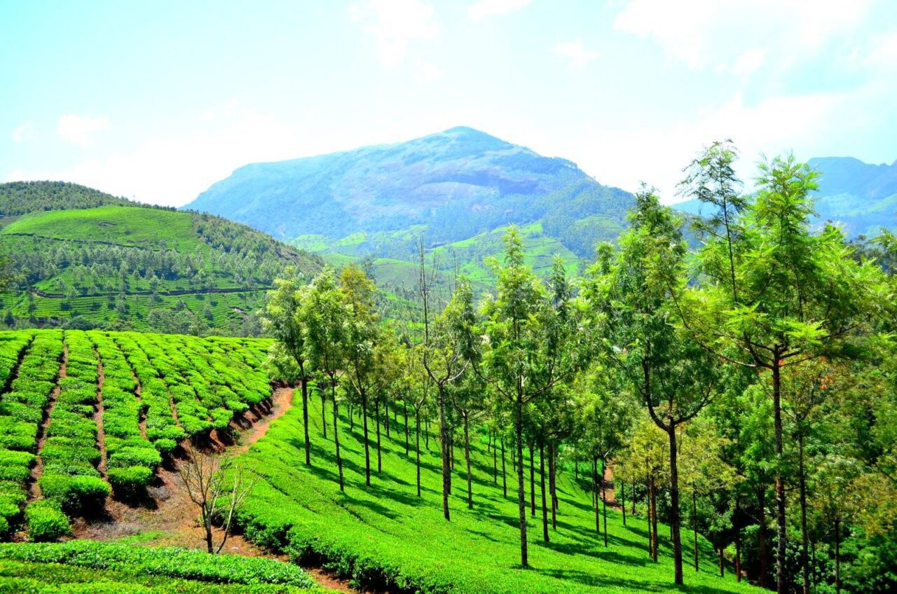 https://westchestertravel.com/wp-content/uploads/2024/09/Munnar_hill_station_-1-1280x848.jpg